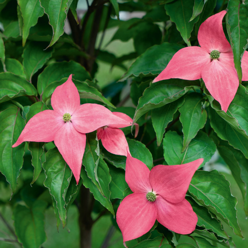 Cornus ‘Scarlet Fire' ® – Foto: Landgard Pictures