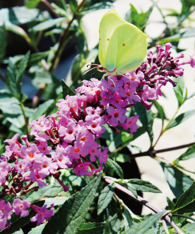 Schmetterlingsflieder Sommerlounge®. Foto: Harries Plantdesign